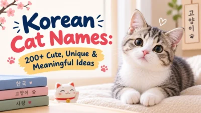 Korean cat names with a cute kitten and 200+ unique, cute, and meaningful name ideas